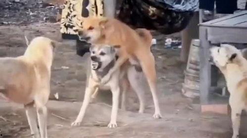 二狗爆料视频大全最新,揭秘娱乐圈幕后真相 第2张 二狗爆料视频大全最新,揭秘娱乐圈幕后真相 第2张